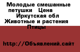 Молодые смешанные петушки › Цена ­ 700 - Иркутская обл. Животные и растения » Птицы   